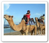 bali camel safari